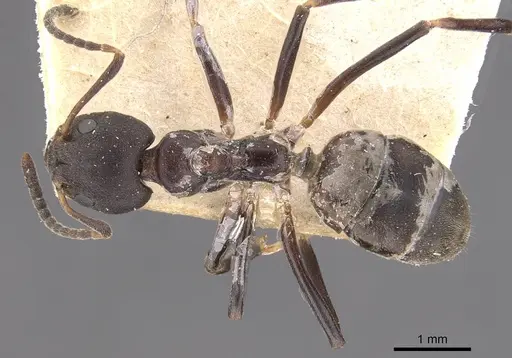 Dolichoderus gibbifer specimen CASENT0909482 image casent0909482_1