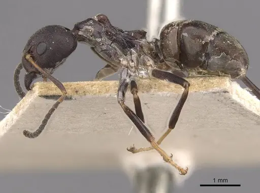 Dolichoderus gibbifer specimen CASENT0909482 image casent0909482_3