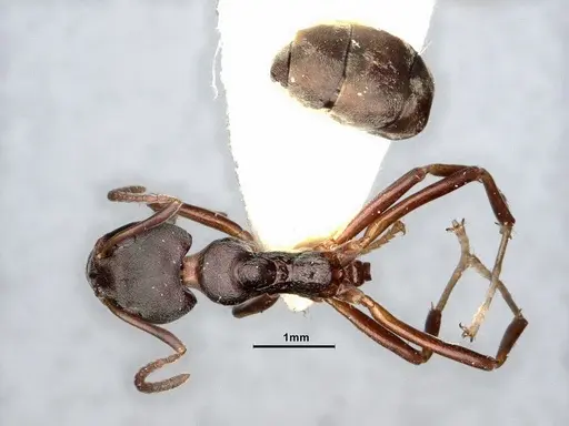 Dolichoderus gibbifer specimen SMFHYM0008896 image smfhym0008896_1