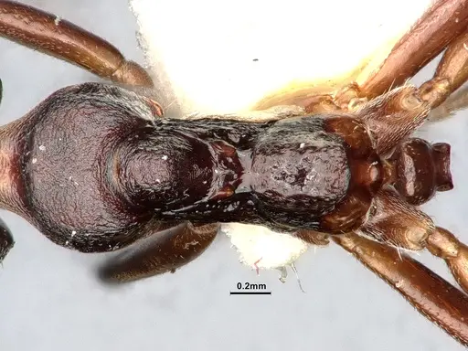 Dolichoderus gibbifer specimen SMFHYM0008896 image smfhym0008896_2