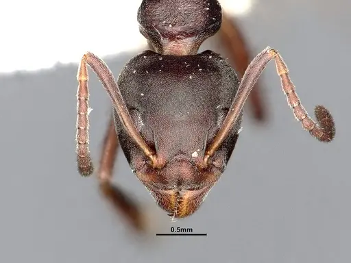Dolichoderus gibbifer specimen SMFHYM0008896 image smfhym0008896_3