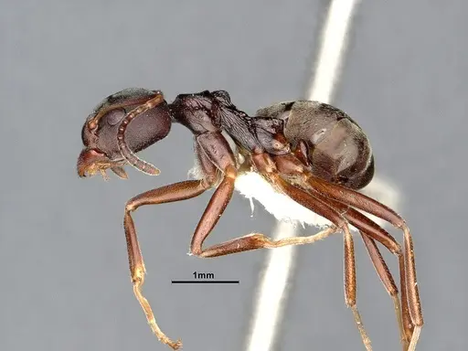 Dolichoderus gibbifer specimen SMFHYM0008896 image smfhym0008896_4