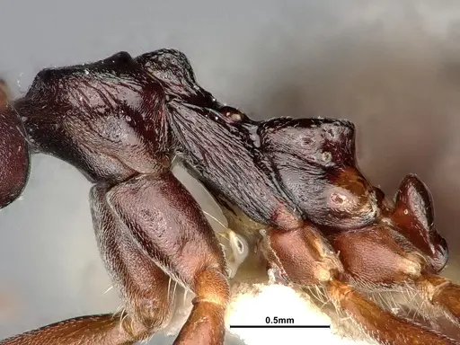 Dolichoderus gibbifer specimen SMFHYM0008896 image smfhym0008896_5