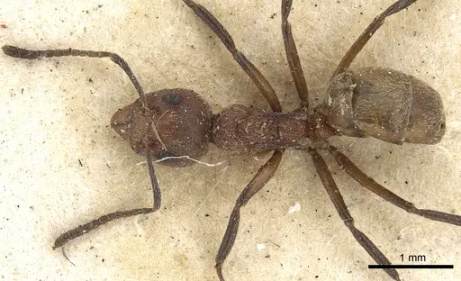 Dolichoderus gibbus specimen CASENT0901935 image casent0901935_1