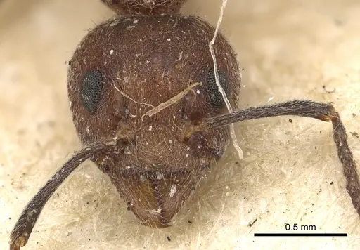 Dolichoderus gibbus specimen CASENT0901935 image casent0901935_2