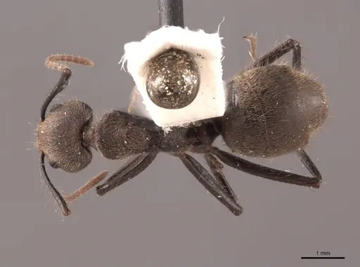 Dolichoderus gibbus specimen FMNHINS0000045059 image fmnhins0000045059_1
