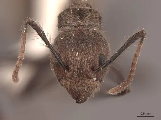 Dolichoderus gibbus specimen FMNHINS0000045059 image fmnhins0000045059_2