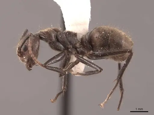 Dolichoderus gibbus specimen FMNHINS0000045059 image fmnhins0000045059_3