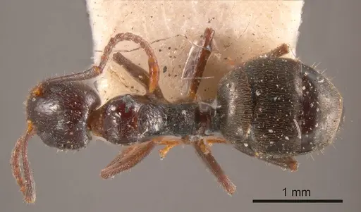 Dolichoderus goudiei specimen ANTWEB1008169 image antweb1008169_1