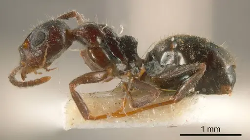 Dolichoderus goudiei specimen ANTWEB1008169 image antweb1008169_3