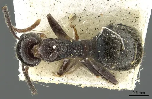Dolichoderus goudiei specimen CASENT0902981 image casent0902981_1