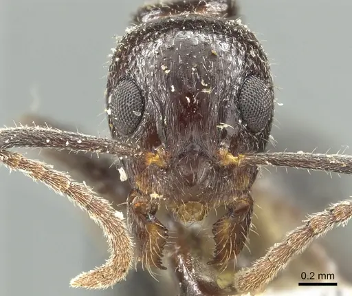 Dolichoderus goudiei specimen CASENT0902981 image casent0902981_2