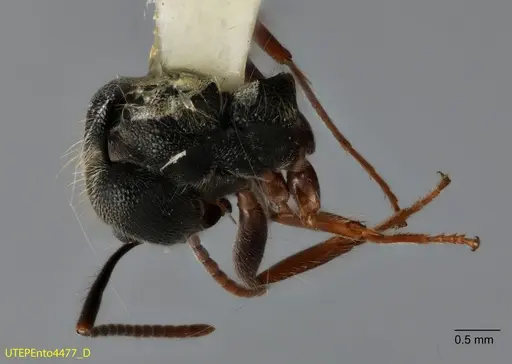 Dolichoderus haradae specimen UTEPENTO4477 image utepento4477_1