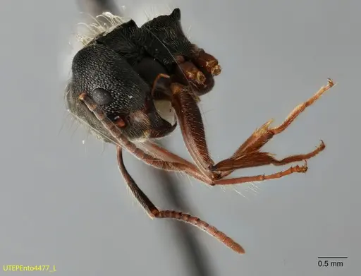 Dolichoderus haradae specimen UTEPENTO4477 image utepento4477_2