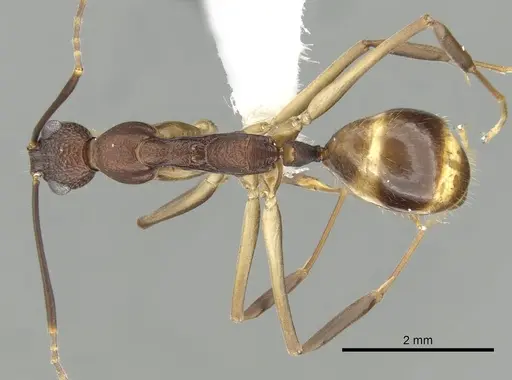 Dolichoderus imitator specimen CASENT0249667 image casent0249667_1
