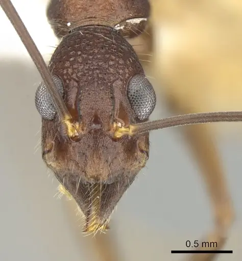 Dolichoderus imitator specimen CASENT0249667 image casent0249667_2