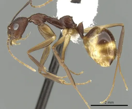 Dolichoderus imitator specimen CASENT0249667 image casent0249667_3