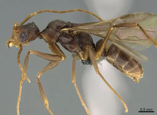 Dolichoderus imitator specimen CASENT0768326 image casent0768326_1
