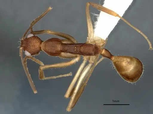 Dolichoderus imitator specimen CASENT0866531 image casent0866531_1