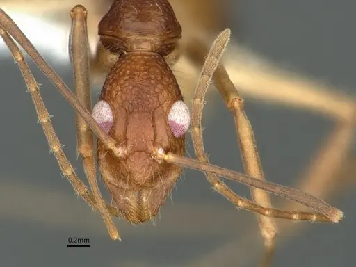 Dolichoderus imitator specimen CASENT0866531 image casent0866531_2