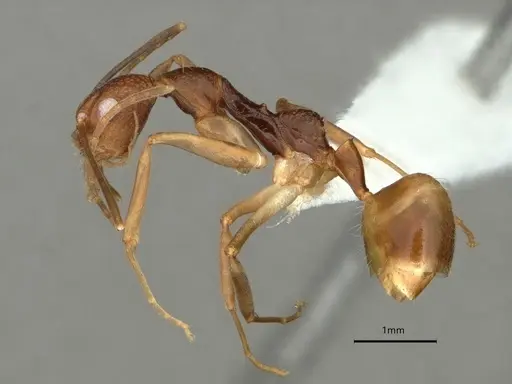 Dolichoderus imitator specimen CASENT0866531 image casent0866531_3