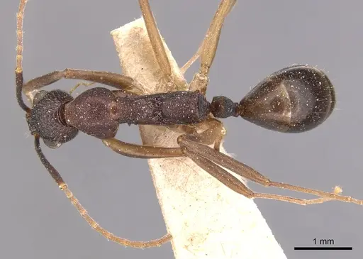 Dolichoderus imitator specimen CASENT0905039 image casent0905039_1