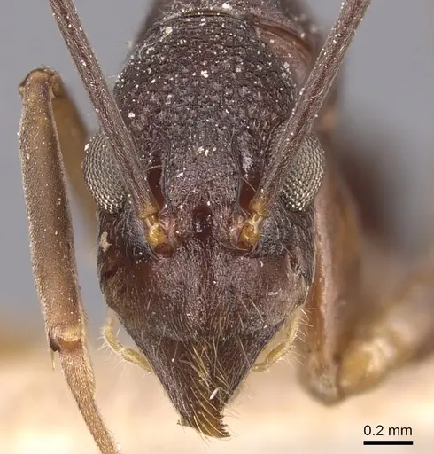 Dolichoderus imitator specimen CASENT0905039 image casent0905039_2