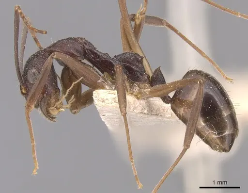Dolichoderus imitator specimen CASENT0905039 image casent0905039_3