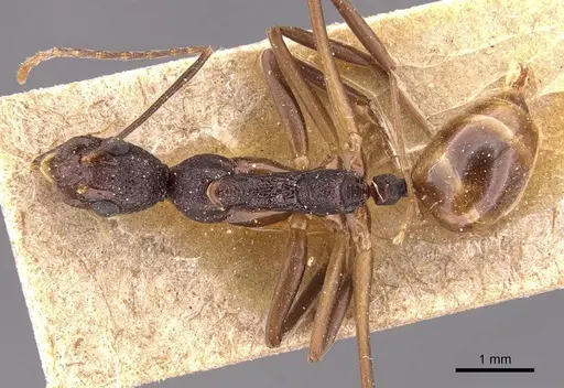 Dolichoderus imitator specimen CASENT0905786 image casent0905786_1