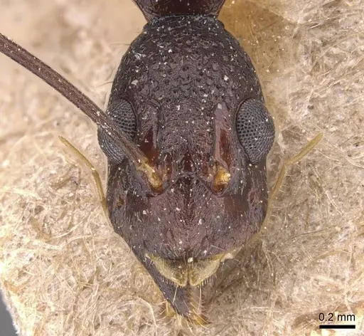 Dolichoderus imitator specimen CASENT0905786 image casent0905786_2