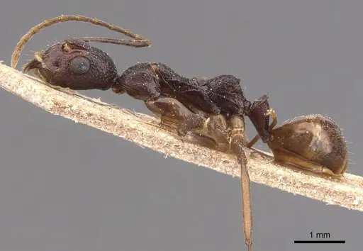 Dolichoderus imitator specimen CASENT0905786 image casent0905786_3