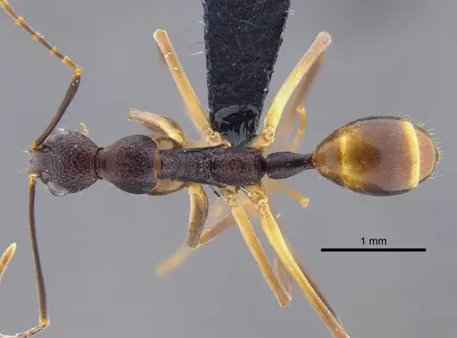 Dolichoderus imitator specimen CBUMAGENT41847 image cbumagent41847_1