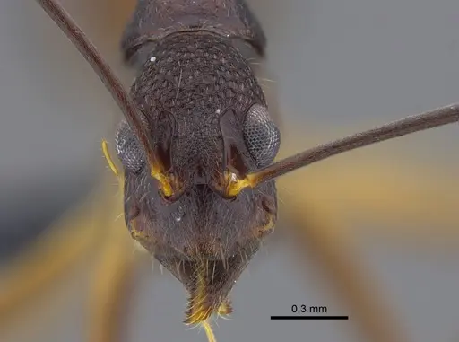Dolichoderus imitator specimen CBUMAGENT41847 image cbumagent41847_2
