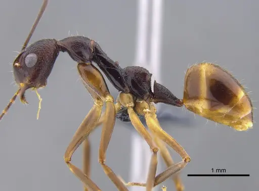 Dolichoderus imitator specimen CBUMAGENT41847 image cbumagent41847_3