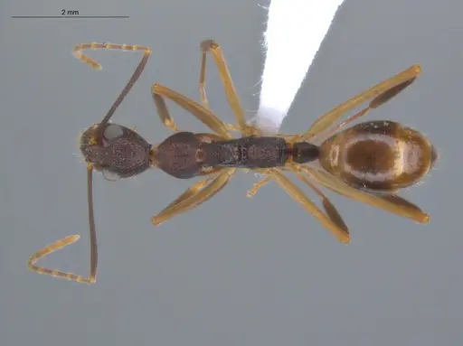 Dolichoderus imitator specimen ECOFOG-OI17-0124-01 image ecofog-oi17-0124-01_1