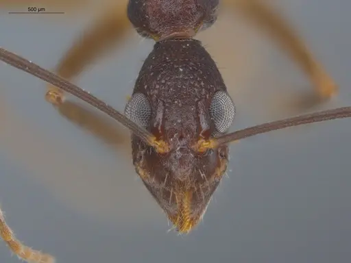 Dolichoderus imitator specimen ECOFOG-OI17-0124-01 image ecofog-oi17-0124-01_2