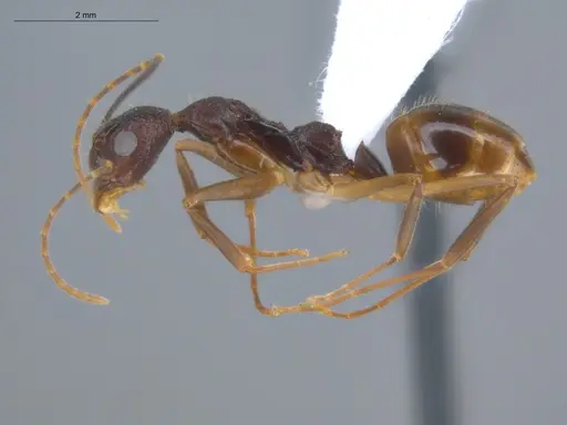 Dolichoderus imitator specimen ECOFOG-OI17-0124-01 image ecofog-oi17-0124-01_3