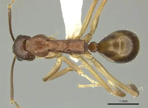 Dolichoderus imitator specimen JTLC000003172 image jtlc000003172_1