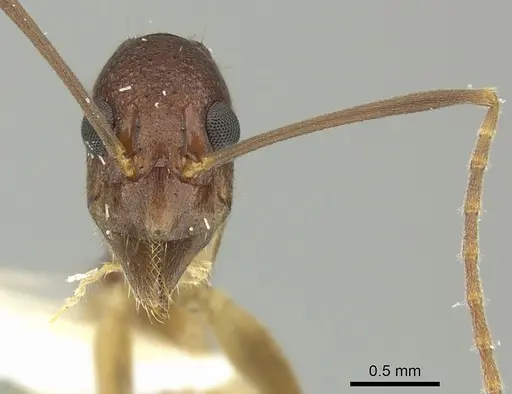 Dolichoderus imitator specimen JTLC000003172 image jtlc000003172_2