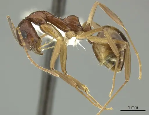 Dolichoderus imitator specimen JTLC000003172 image jtlc000003172_3