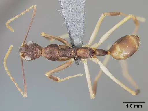 Dolichoderus imitator specimen USNMENT00411879 image usnment00411879_1