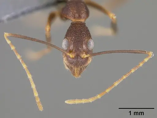 Dolichoderus imitator specimen USNMENT00411879 image usnment00411879_2