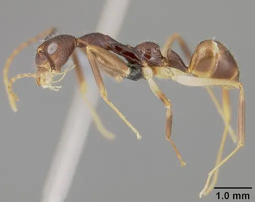 Dolichoderus imitator specimen USNMENT00411879 image usnment00411879_3