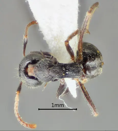 Dolichoderus incisus specimen ANTWEB1060610 image antweb1060610_1