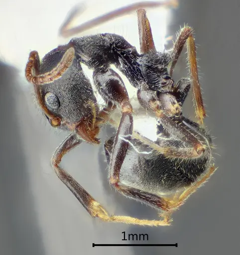 Dolichoderus incisus specimen ANTWEB1060610 image antweb1060610_3