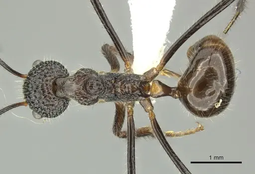 Dolichoderus indrapurensis specimen CASENT0616794 image casent0616794_1