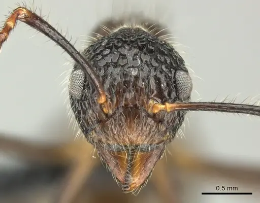 Dolichoderus indrapurensis specimen CASENT0616794 image casent0616794_2