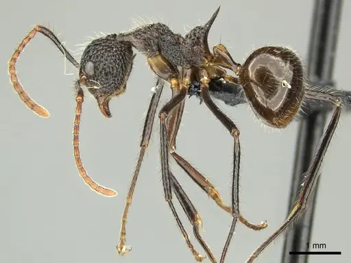 Dolichoderus indrapurensis specimen CASENT0616794 image casent0616794_3