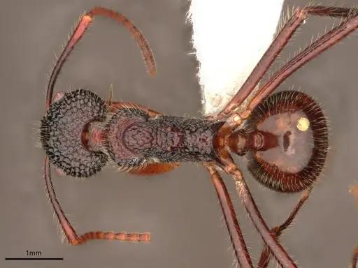 Dolichoderus indrapurensis specimen CASENT0866522 image casent0866522_1