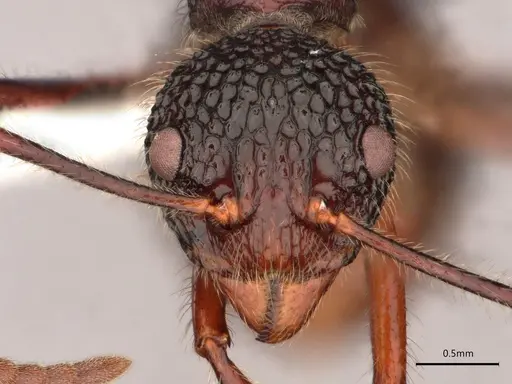 Dolichoderus indrapurensis specimen CASENT0866522 image casent0866522_2